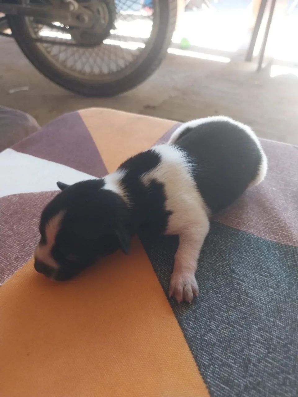 Filhotes Pinscher TAM 0