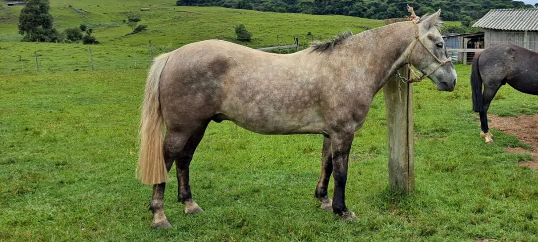 Rodeio da Vacaria !!! 02 Animais, sendo 01 égua Crioula Domada, pronta para o Laço !!! - Foto 2