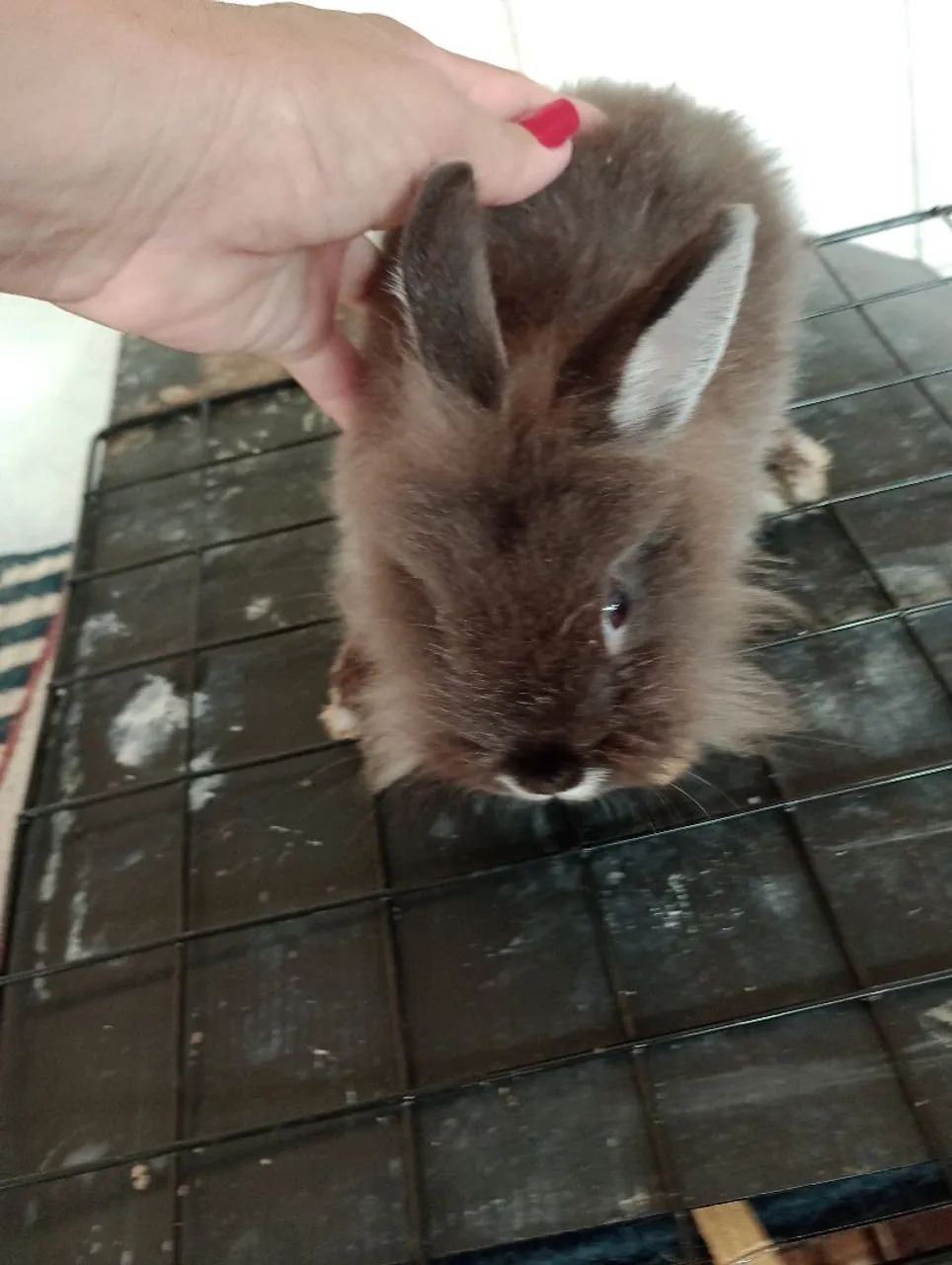 Filhote de mini Lion com 3 meses . - Foto 2