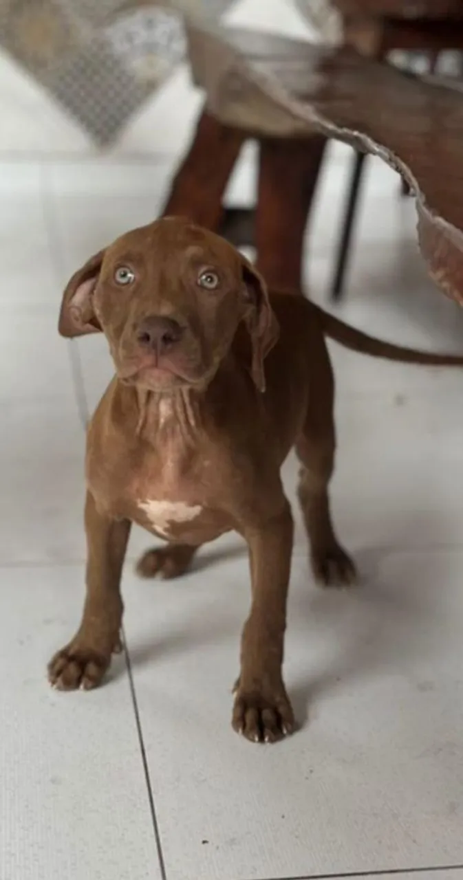 Filhote Pitbull Marrom - Procuro um lar!