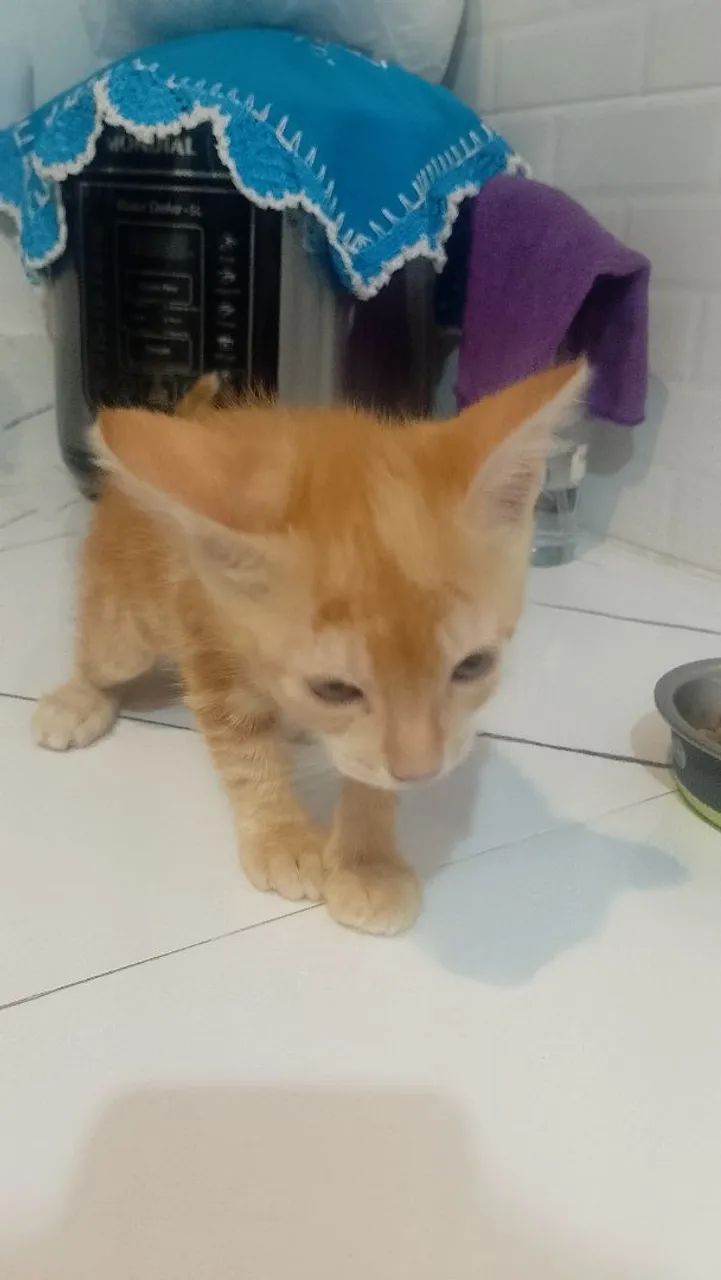 Gatinho fofo para adoção