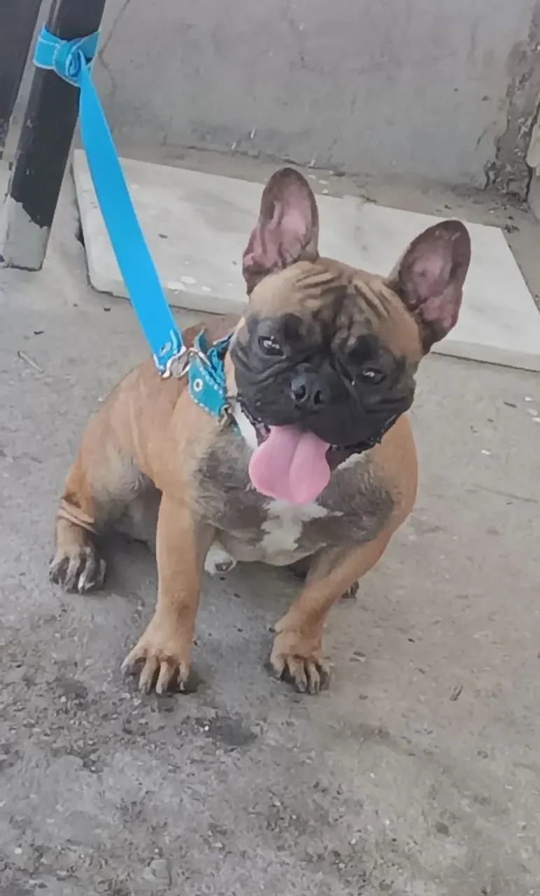 Bulldog Francês Macho - Filhote