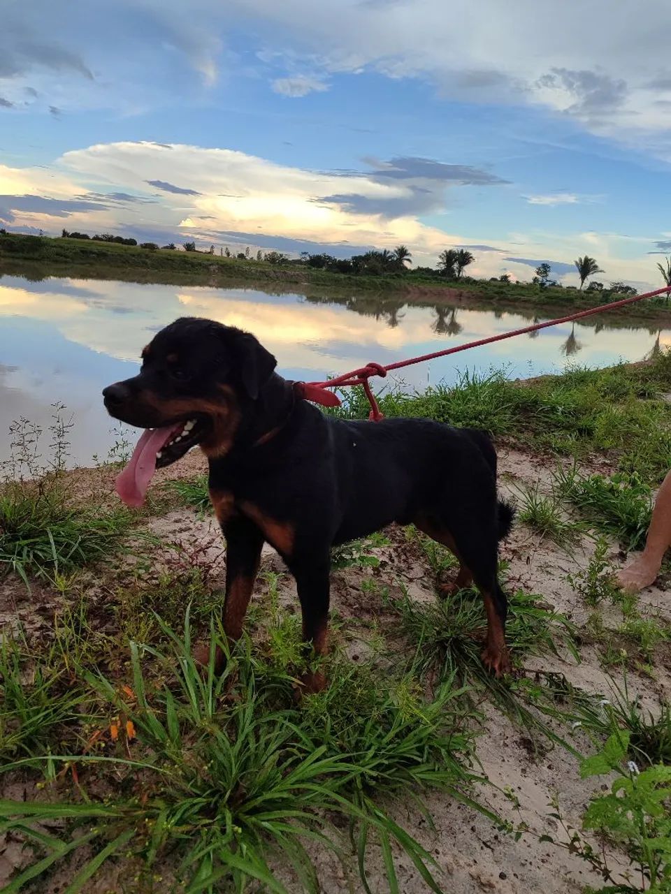 Rottweiler cabeça de touro  - Foto 3