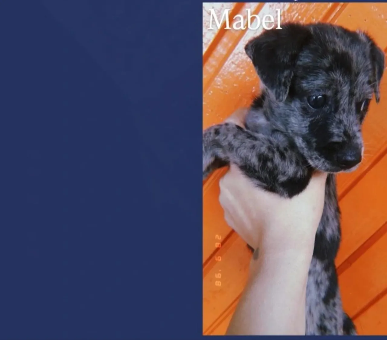 Filhote Mabel - Linda e Charmosa!