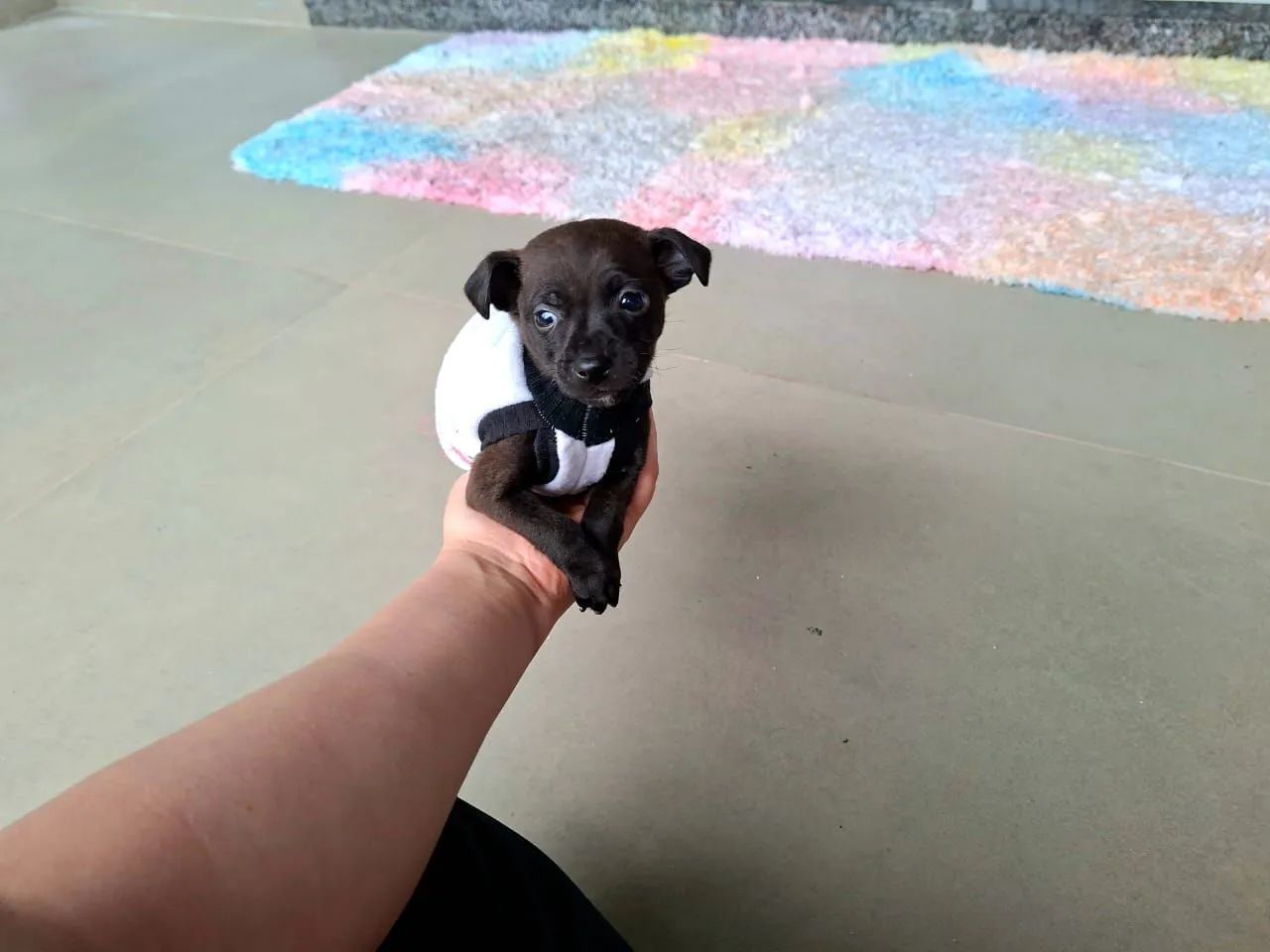 Pinscher baby macho  - Foto 3