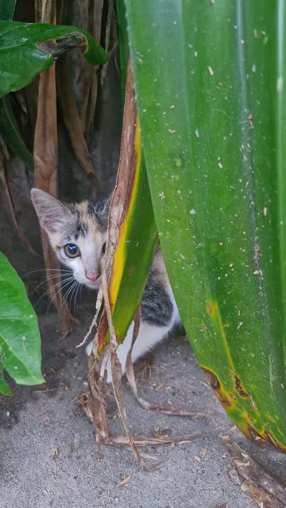 Gatinha para adoção  - Foto 6