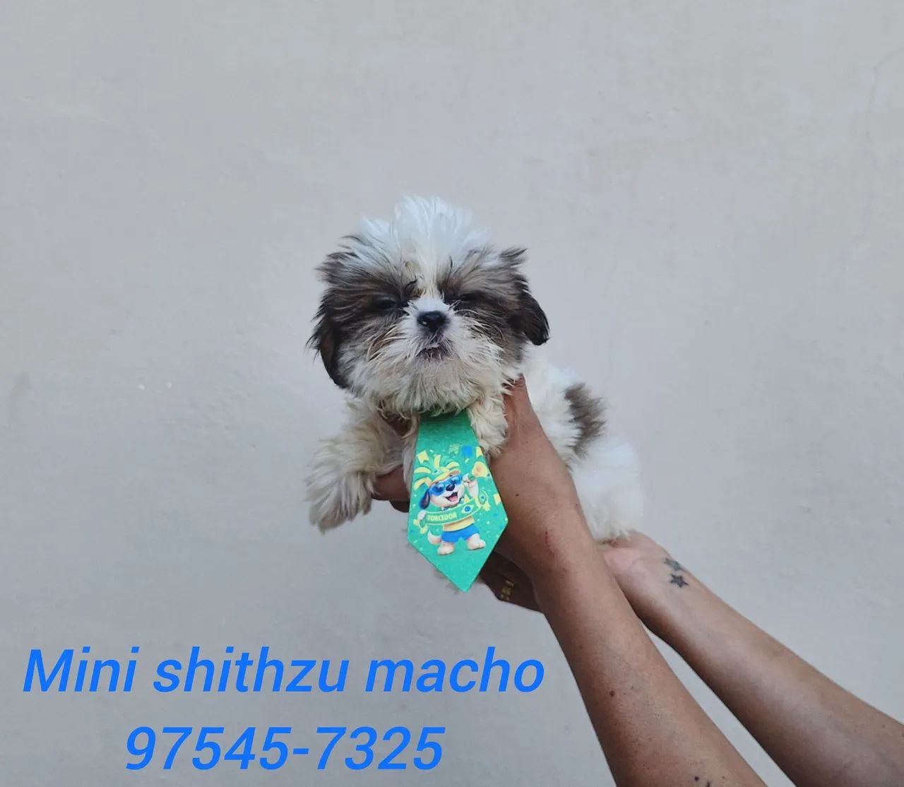 Mini shithzu com garantia de saúde  - Foto 3