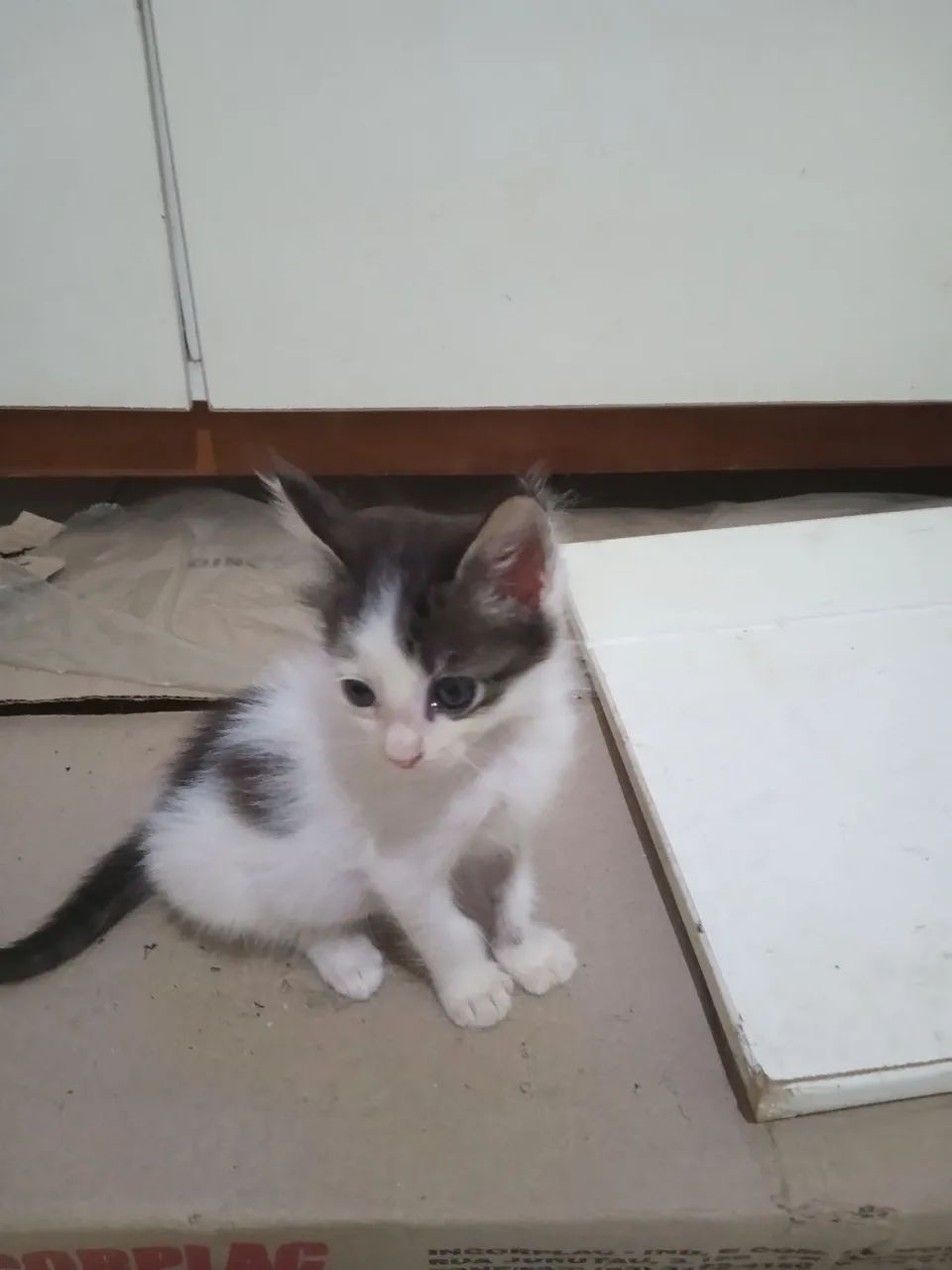 Um lindo bebê  - Foto 2