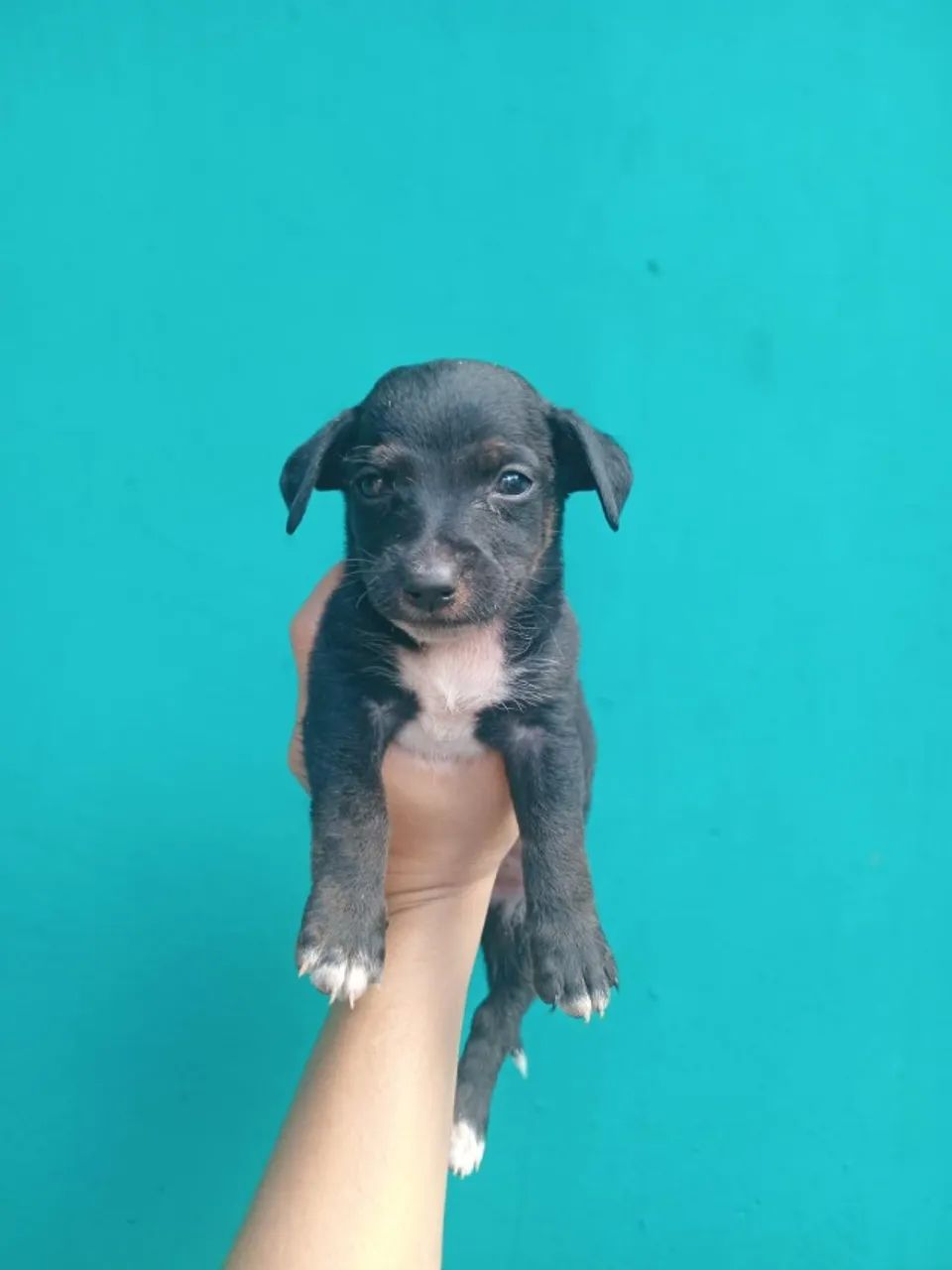 ADOÇÃO   - Foto 2