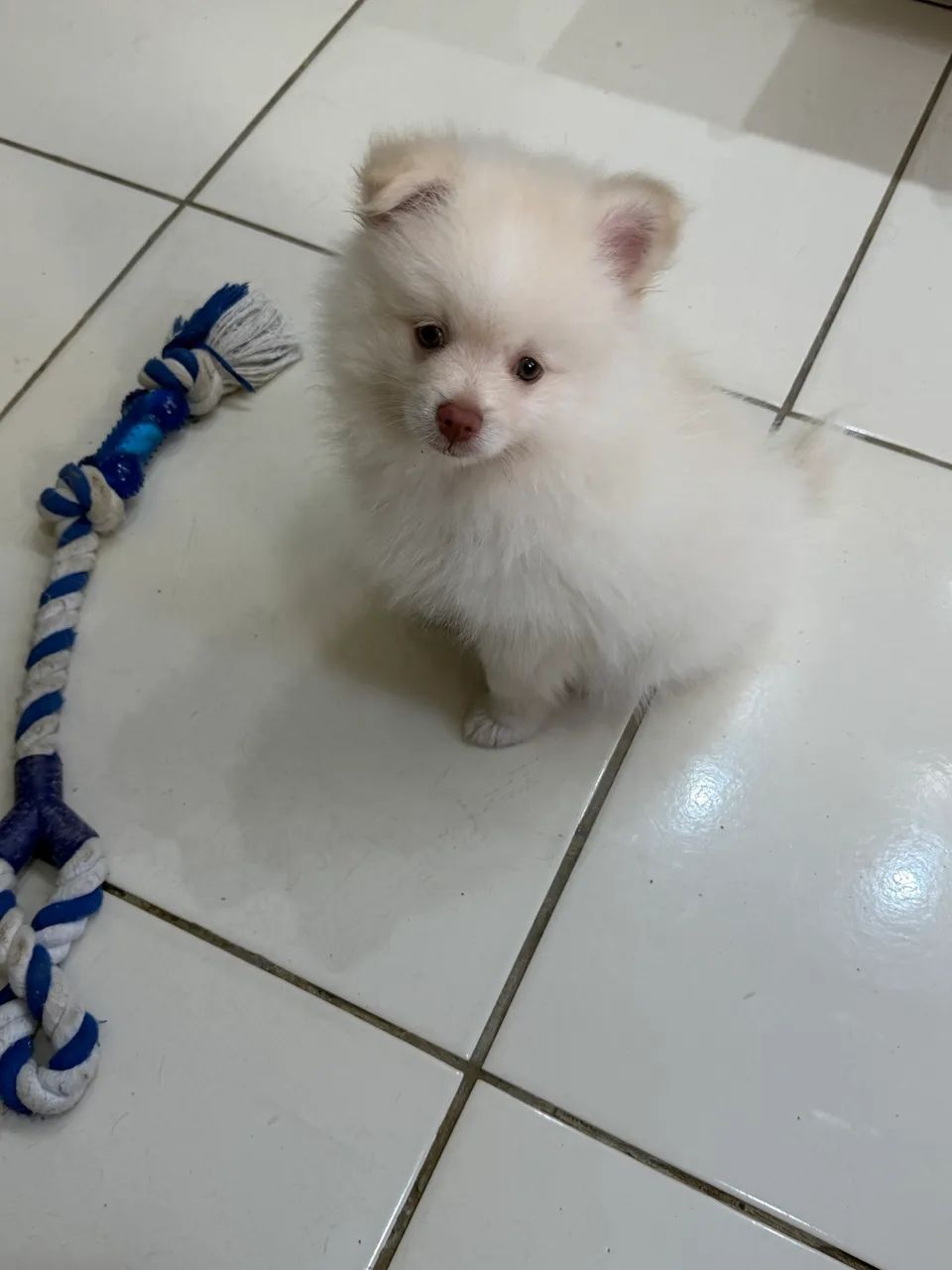 Spitz Alemão - Foto 2