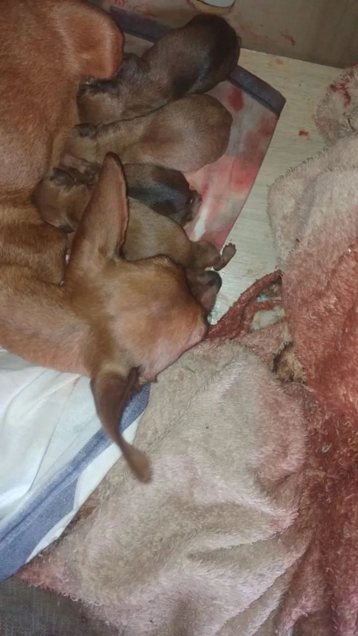 Pinscher  - Foto 2