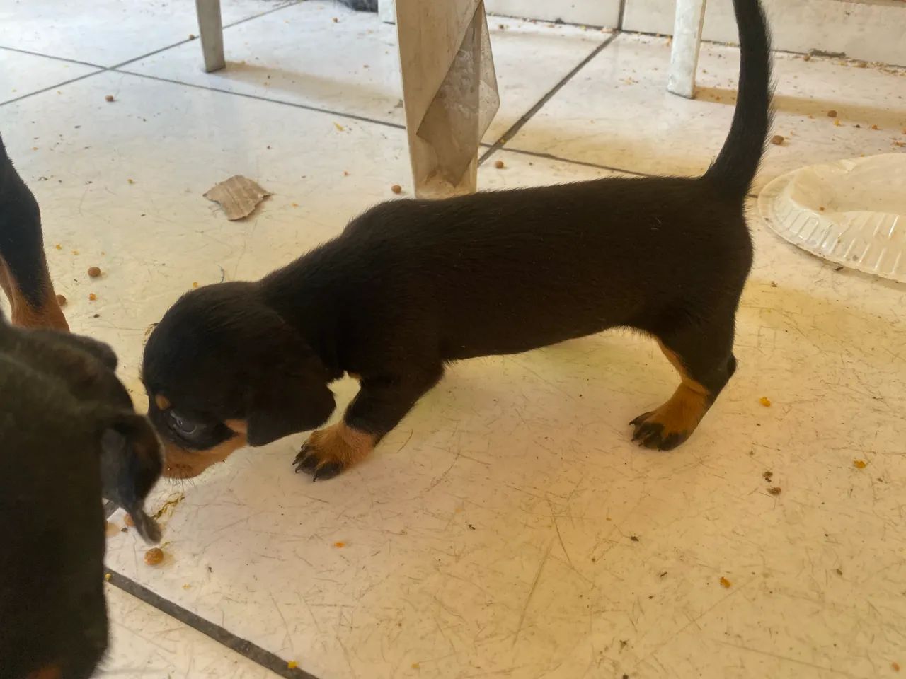 Cachorrinhos Salsichas(Dachshund)