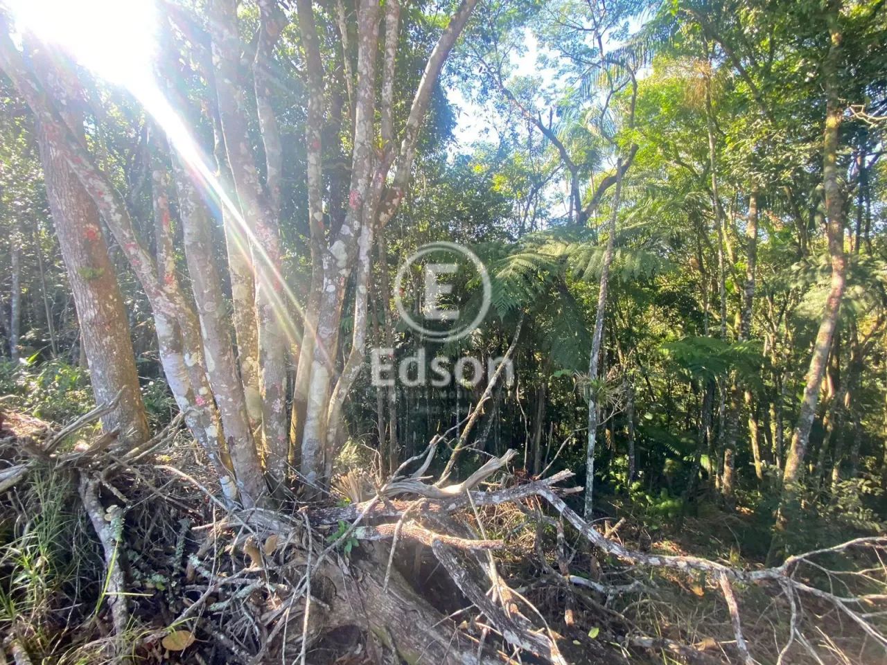 Sítio à venda no bairro Centro - São Pedro de Alcântara/SC - Foto 2