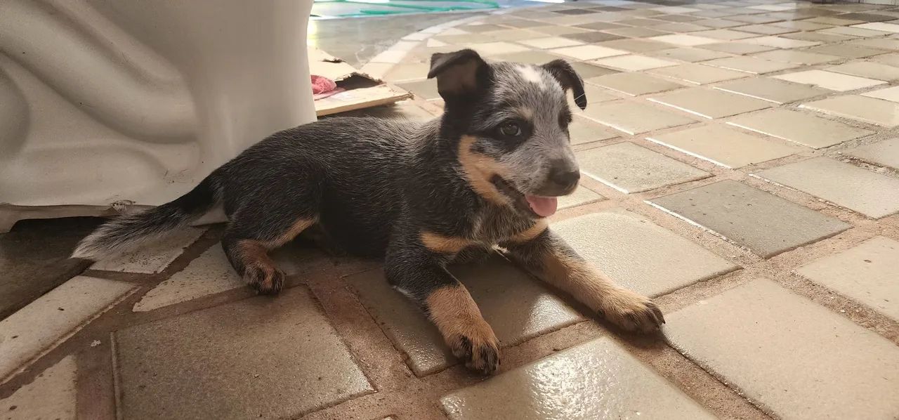 Boiadeiro- australiano - Foto 4