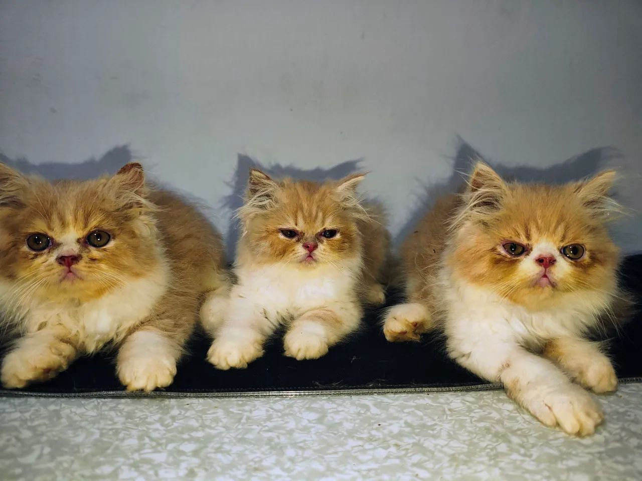 VENDE-SE GATOS PERSAS  - Foto 3