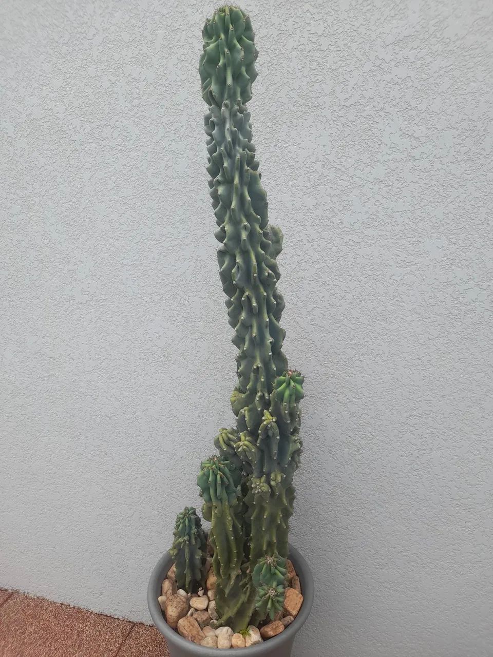 Cactos monstro  - Foto 4
