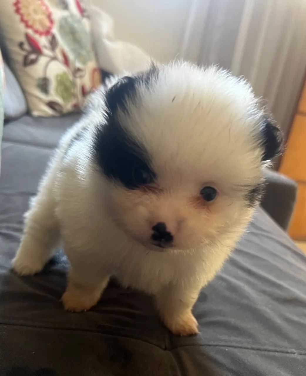 Pet