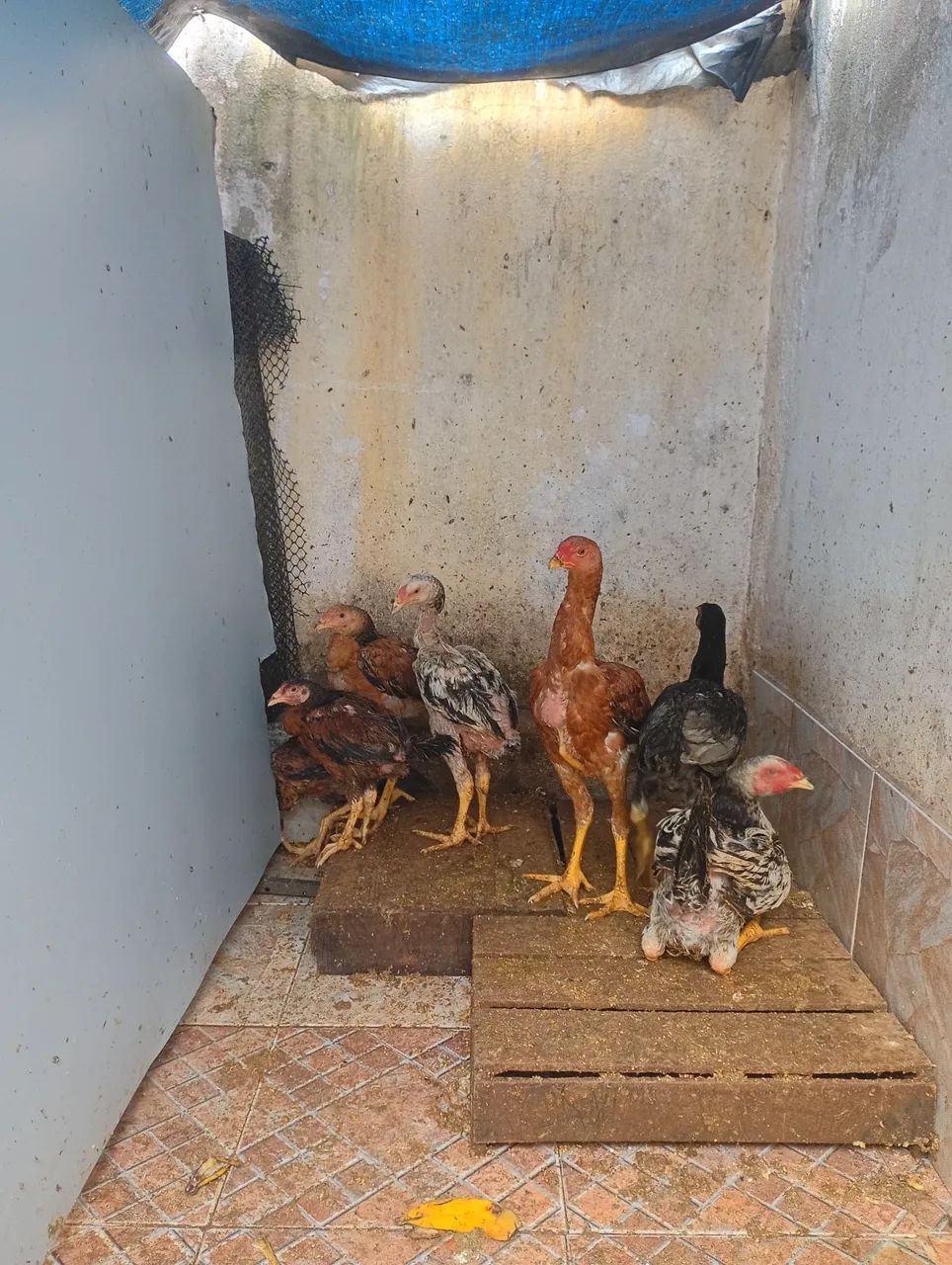 Frangos Índio Gigante 