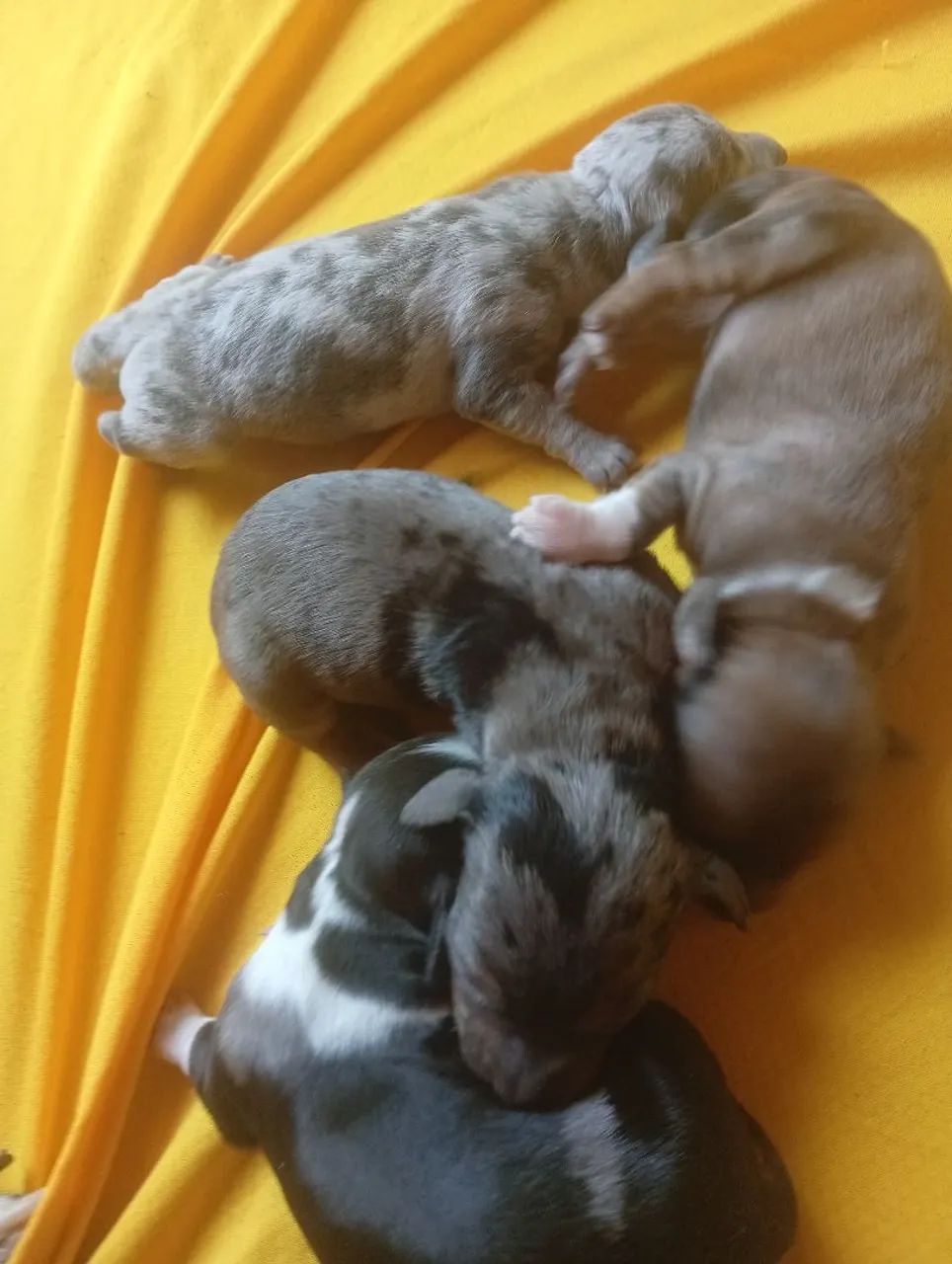 Cofap ninhada - Foto 2