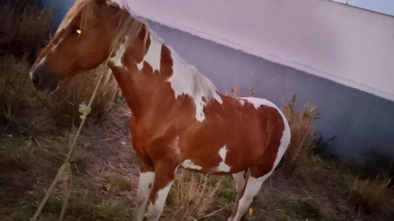 Cavalo 