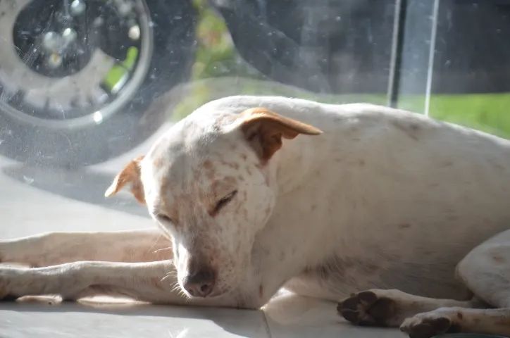 Nikon D5100 + 2 lentes - Foto 5