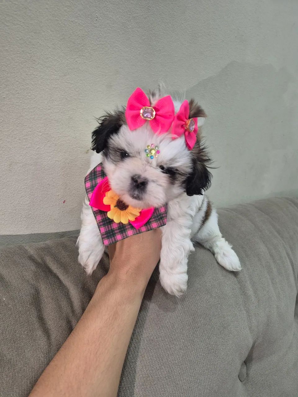 Shitzu femea micro - Foto 4