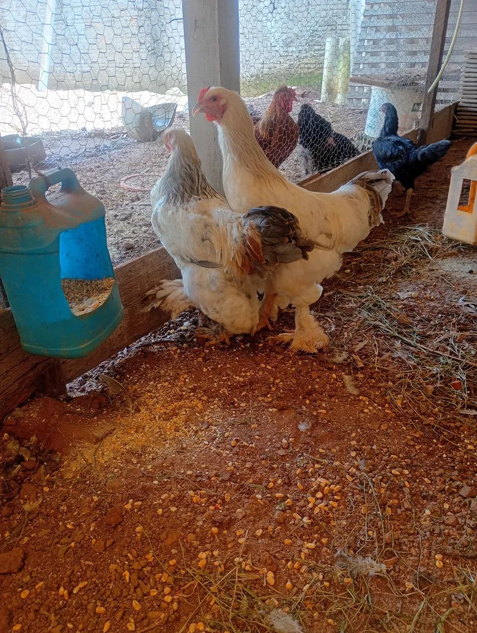 Pintinhos brahma 50 reais a unidade  - Foto 5