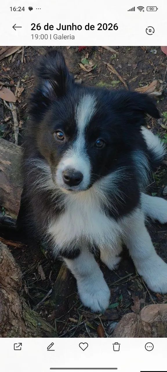Border Collie  - Foto 2