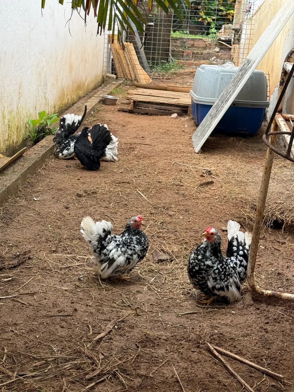 Vendo galinhas de raças, Galinhas d?angola, gansos, marrecos pavões e outras aves  - Foto 5