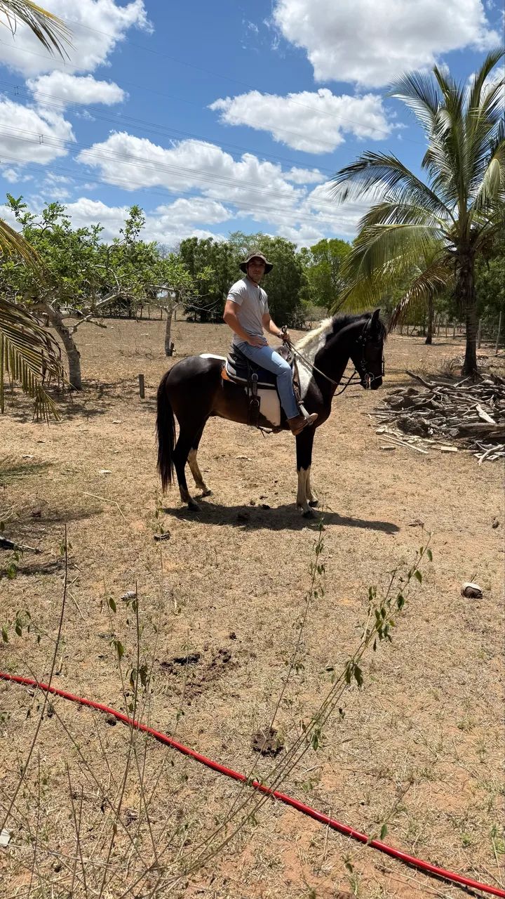 Cavalo - Foto 3