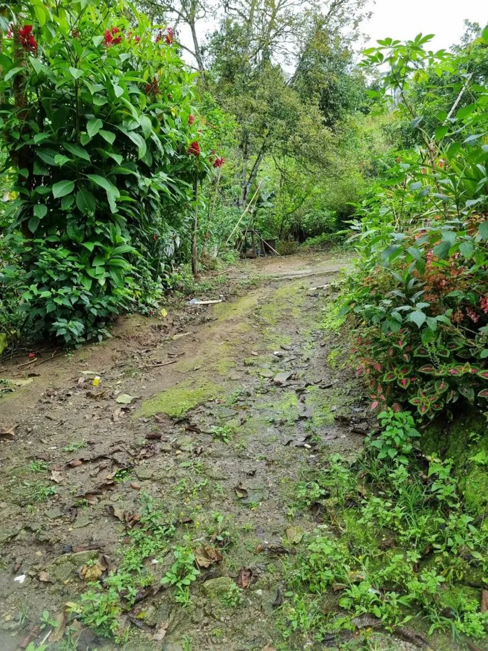 CHÁCARA À VENDA PERUIBE $150 MIL  - Foto 5