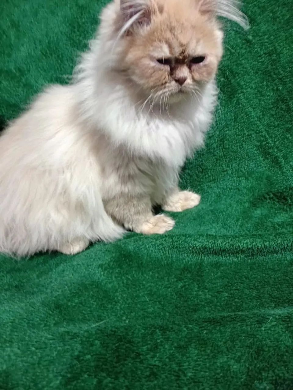 Gato Persa 8 meses - Não castrado - Foto 5