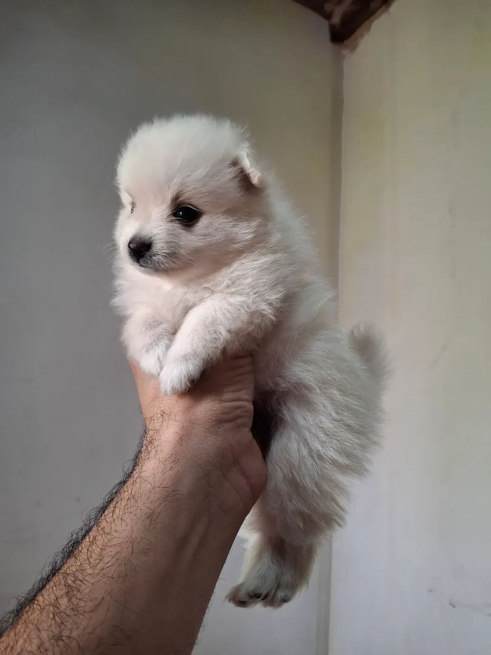 Spitz alemão  - Foto 5
