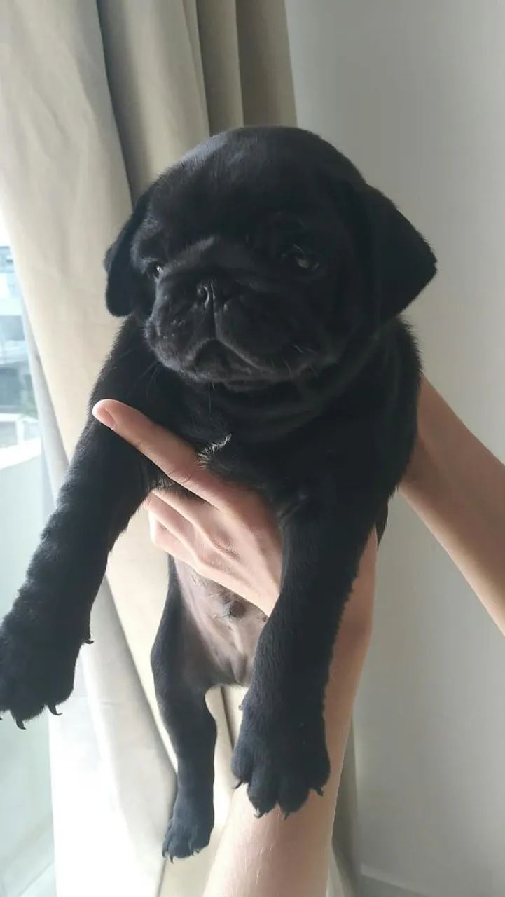 Animal pets - Foto 2