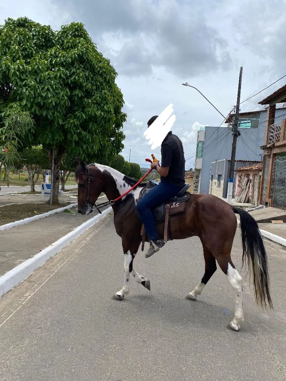 cavalo mangalarga ótima qualidade  - Foto 3