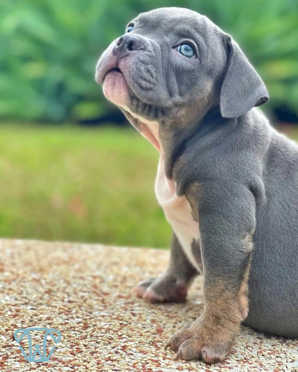 Filhote American Bully Blue - Foto 2