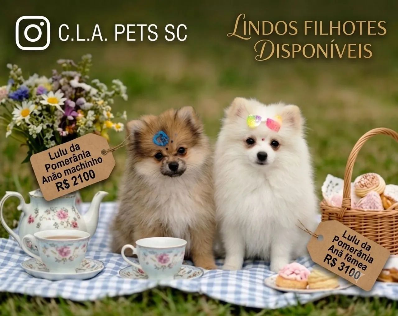 Lindos filhotes de Lulu da Pomerânia - Foto 2