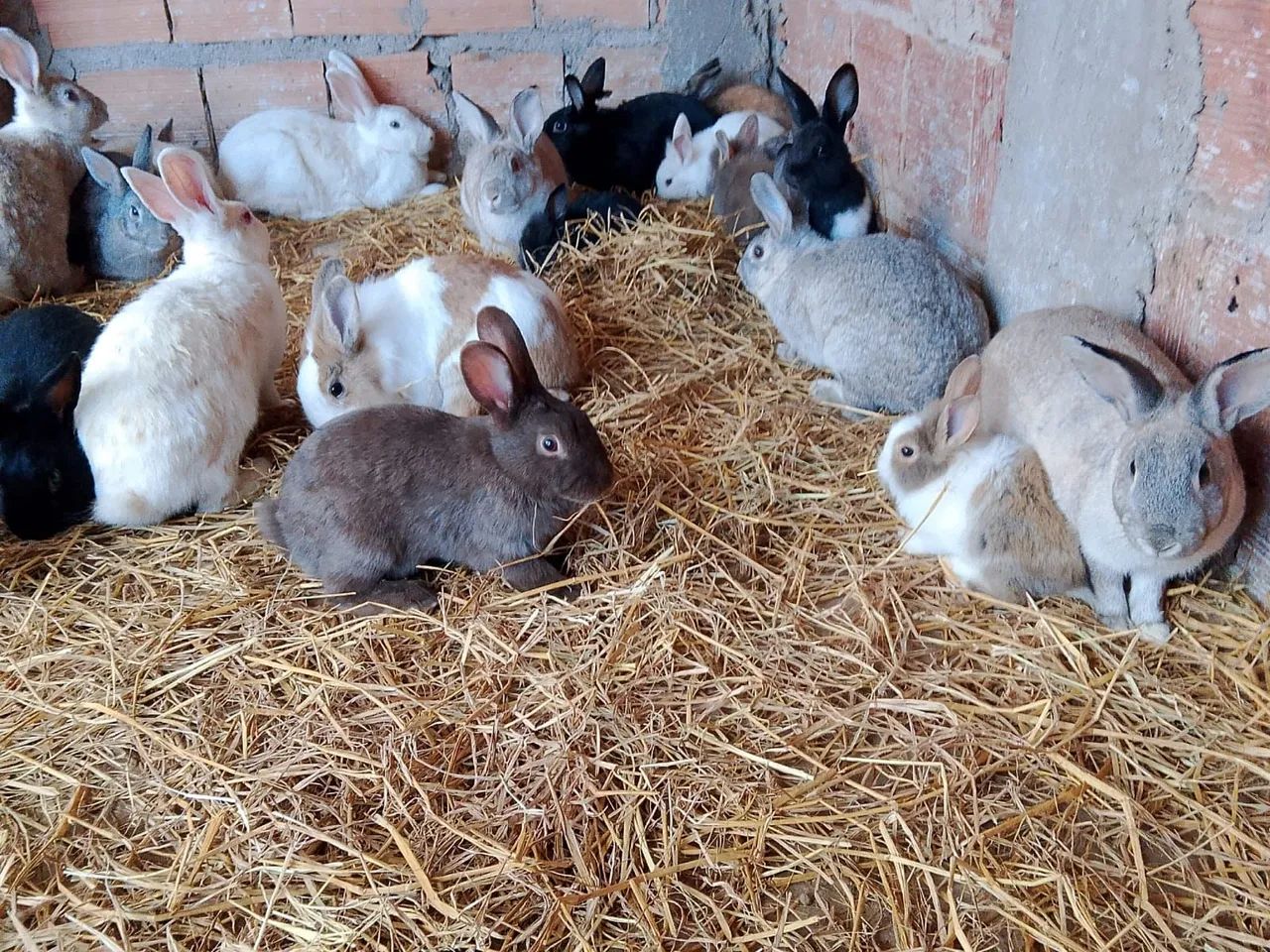 COELHOS - Foto 4