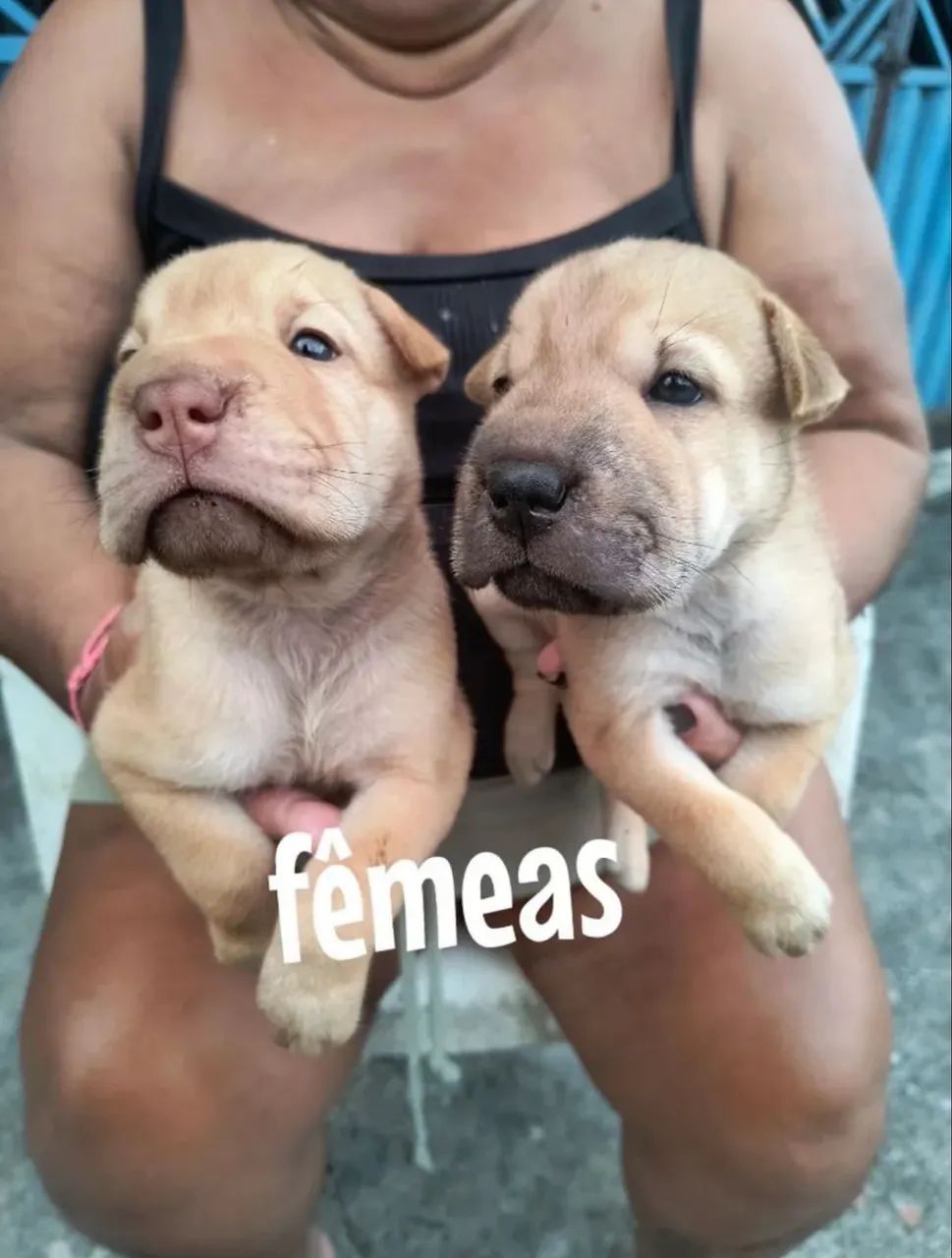 Sharpei  - Foto 5