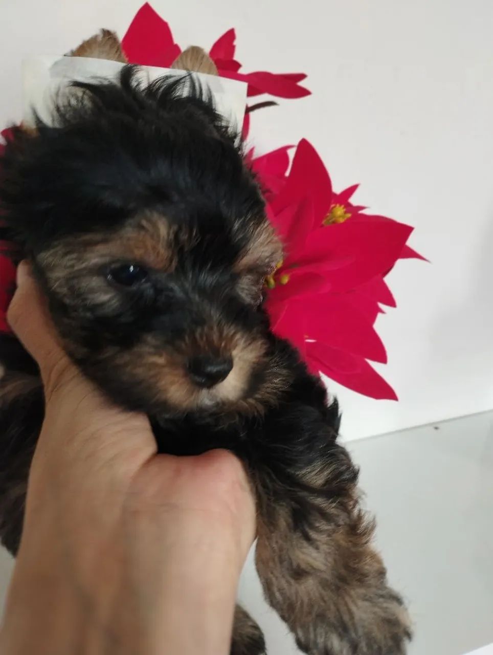 Yorkshire a pronta entrega - Foto 2