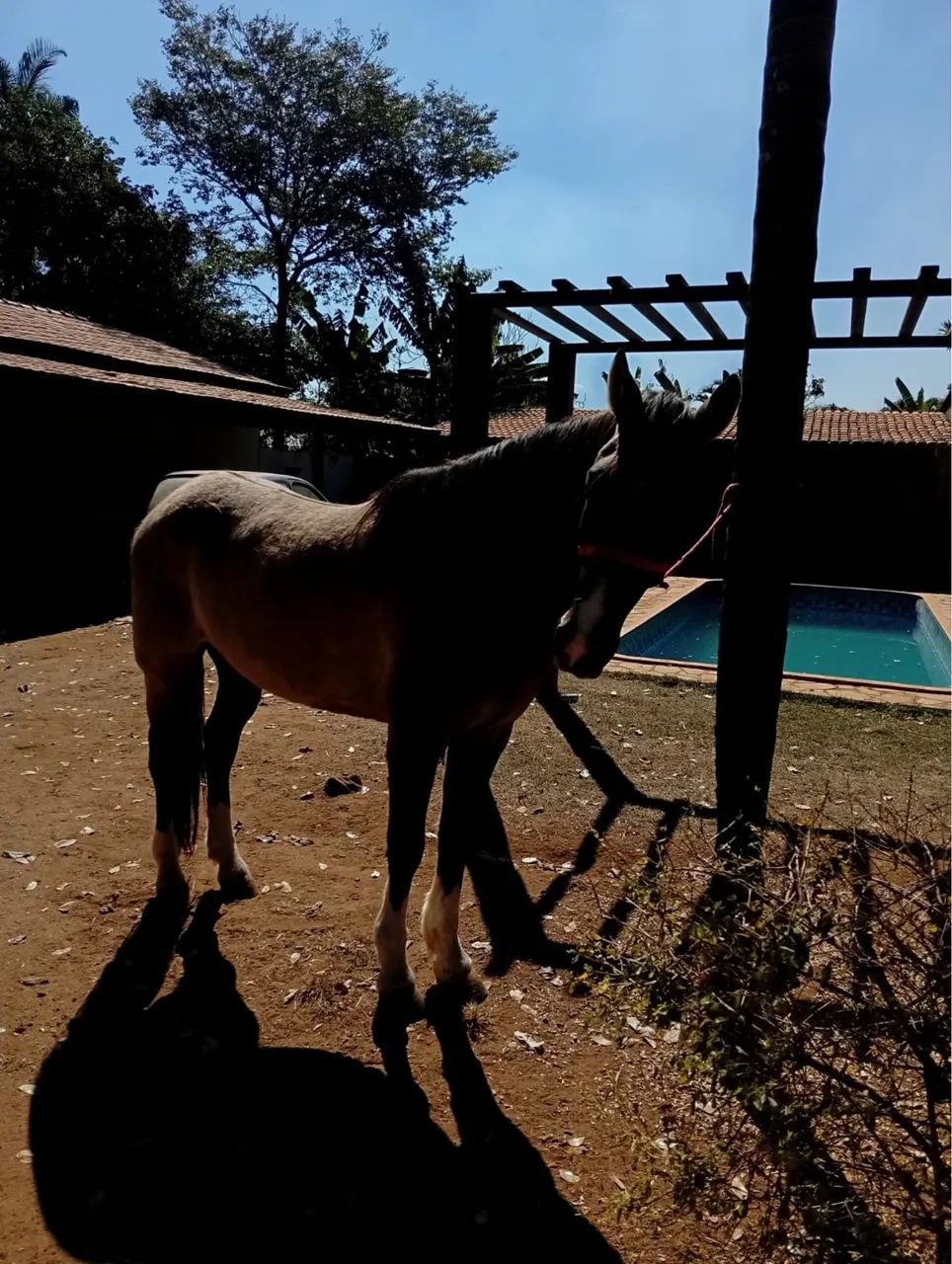 Cavalo  - Foto 2