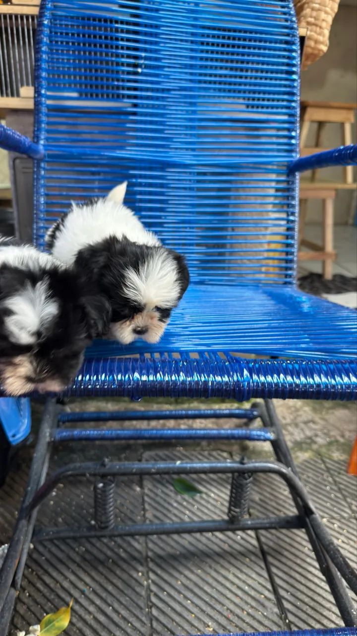 Lindos filhotes de ShihTzu mini  - Foto 4