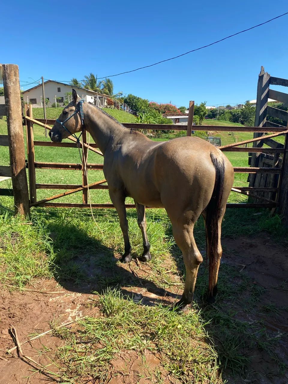 Horse  - Foto 3