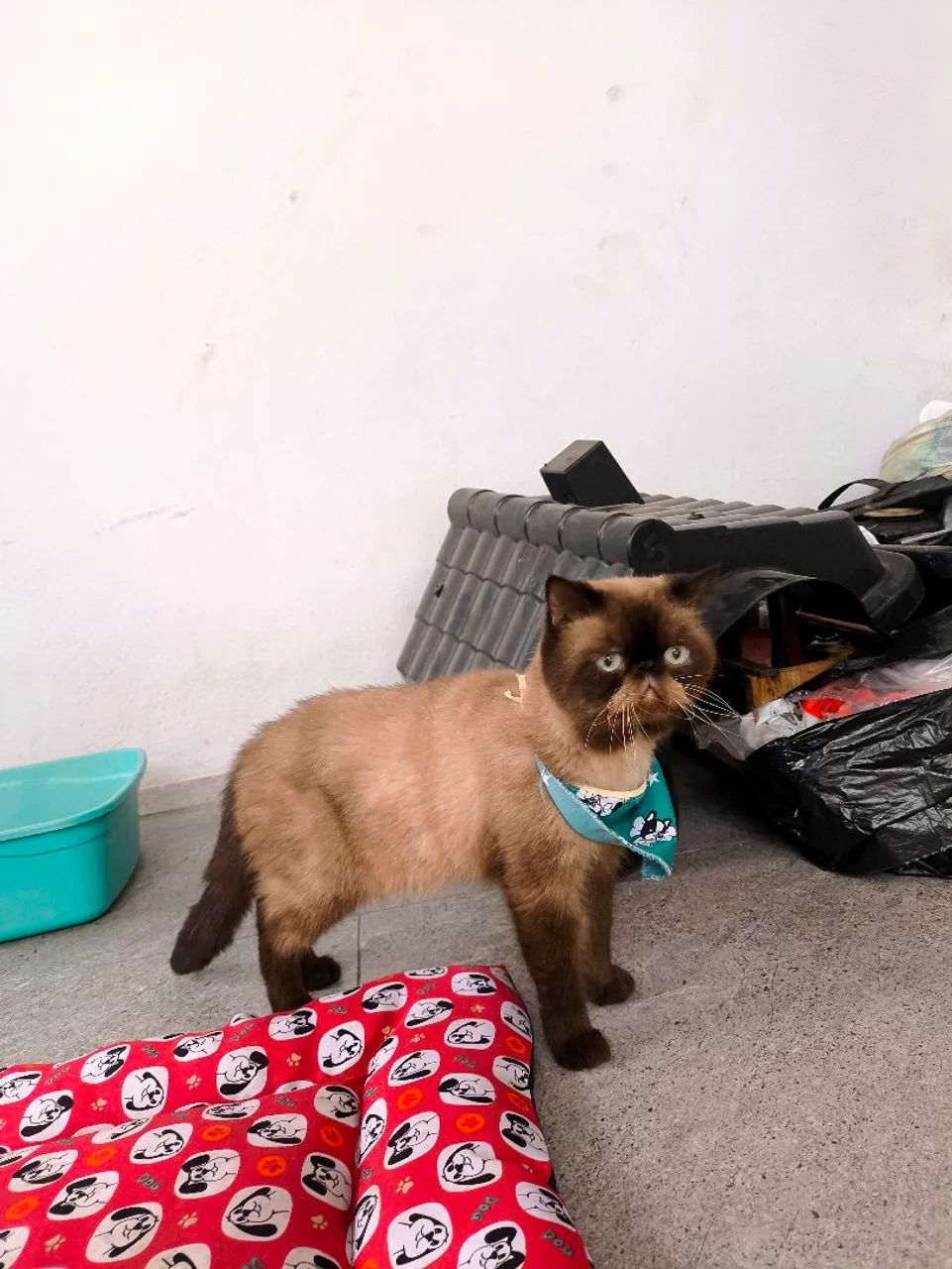 Gato persa exótico PURO - Foto 2