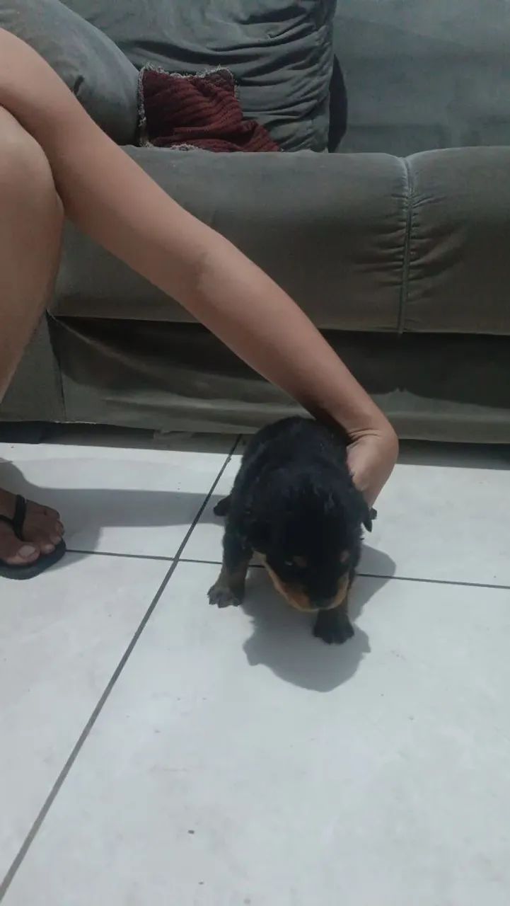 Rottweiler  - Foto 4