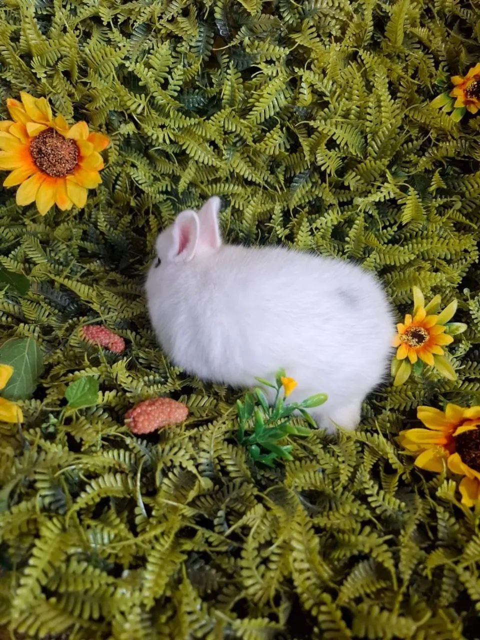 Femea de netherland dwarf  - Foto 4