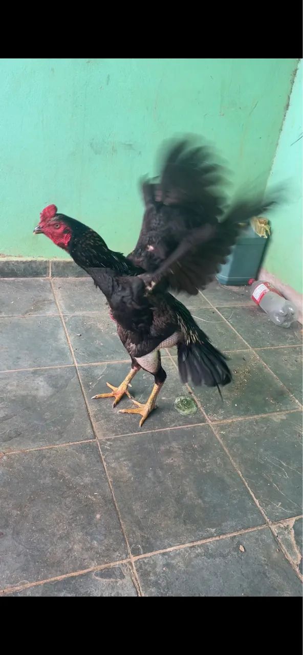 Coisa boa de fora  - Foto 2
