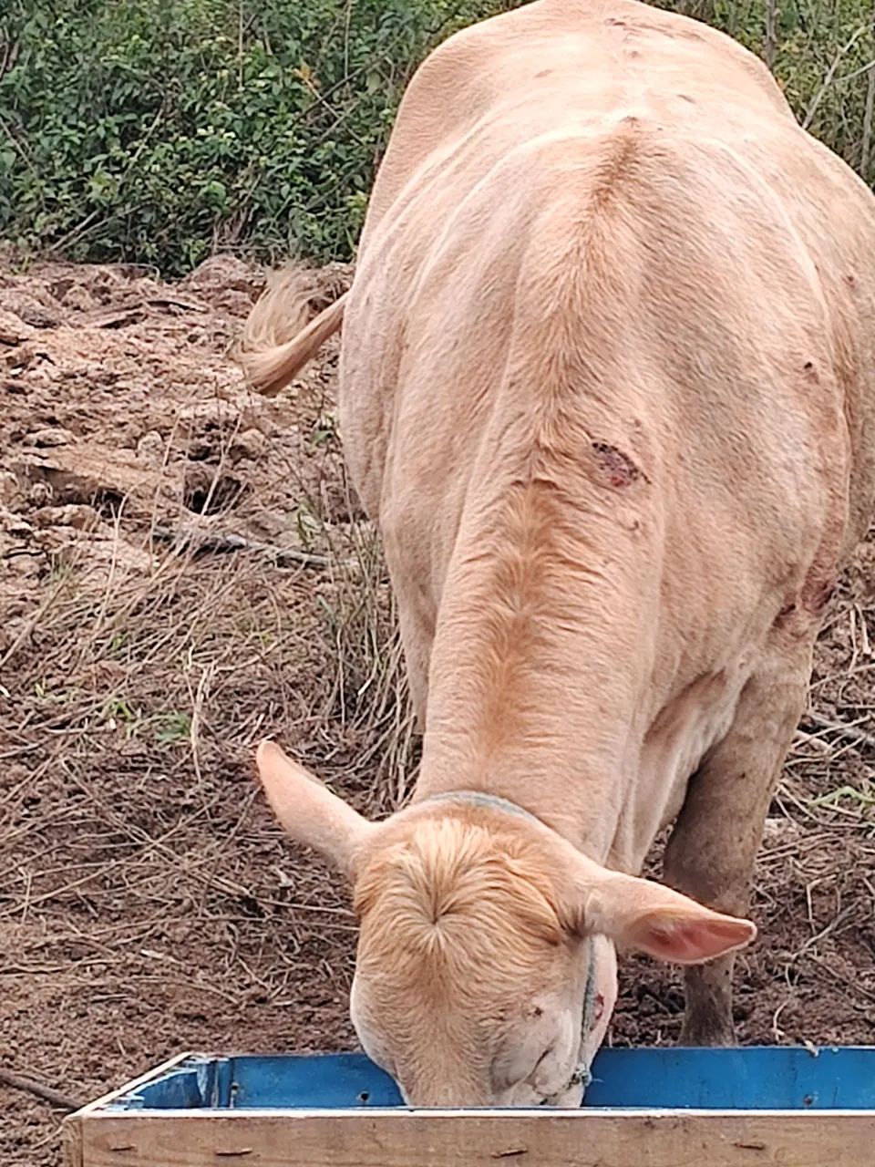 Venda de gado  - Foto 4