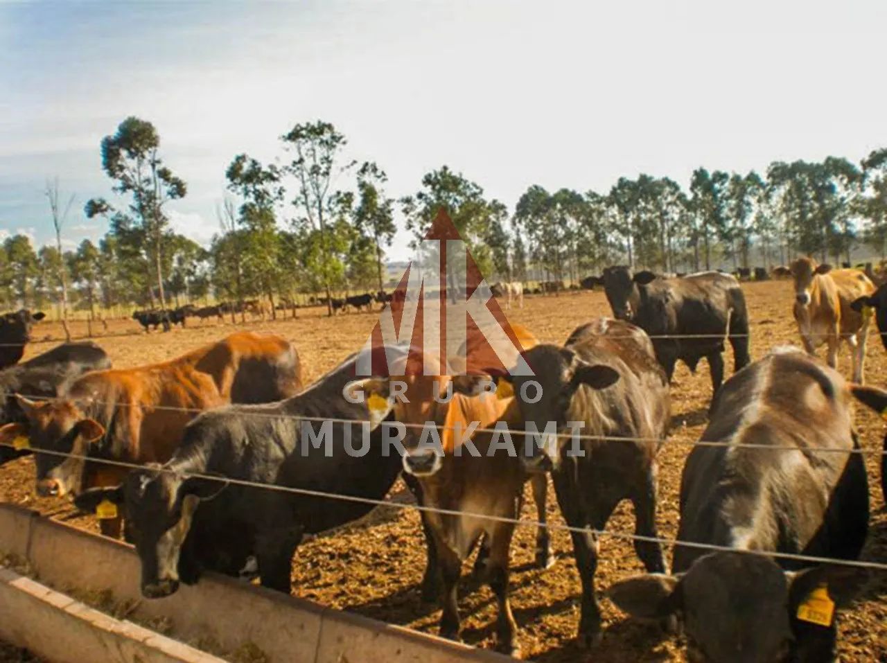 FAZENDA - CAMAPUÃ - MS - Foto 5