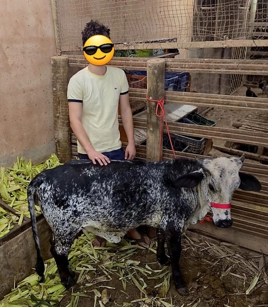 Mini vaca girolando 